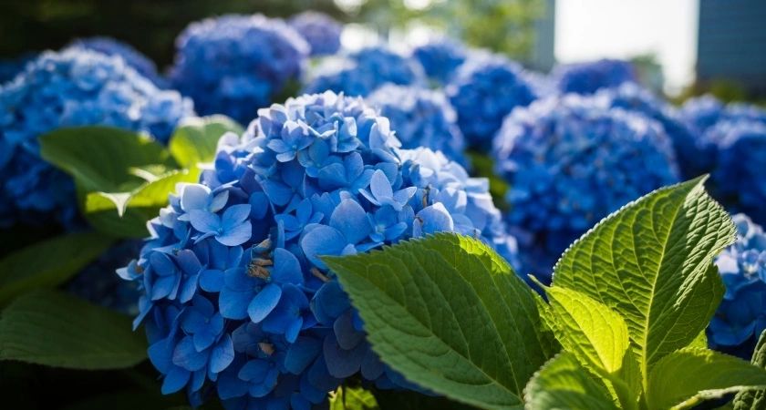Не зола и не мочевина: чем подкормить гортензию в июле - царские соцветия по 35 сантиметров