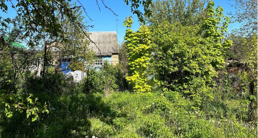 С 1 июня вводится запрет на спиливание деревьев на даче: принято решение для всех россиян, у кого есть участок, — новые штрафы