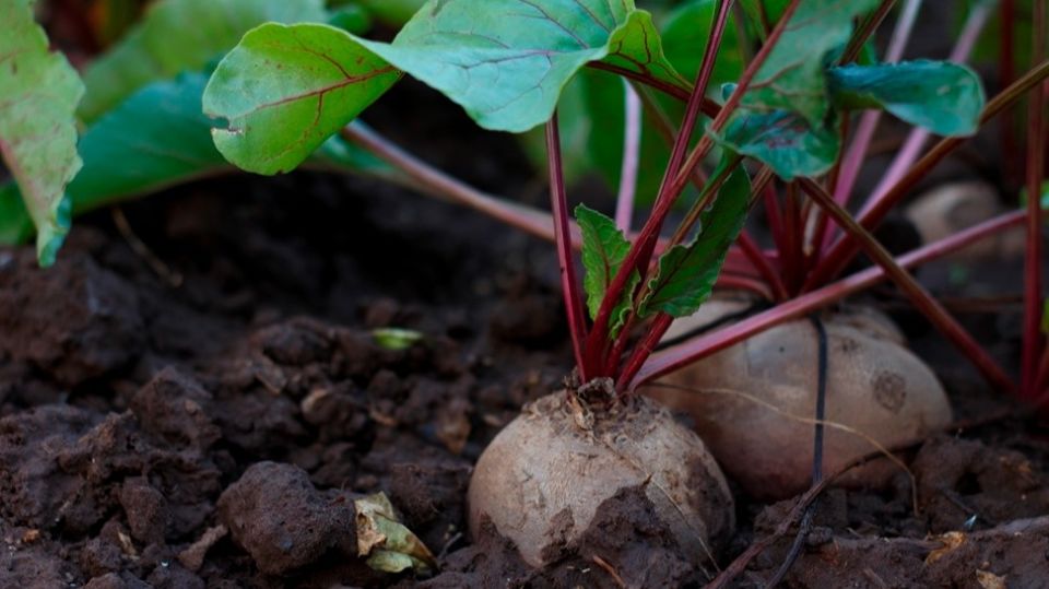 Как аптечные средства могут спасти вашу свеклу: опыт огородников