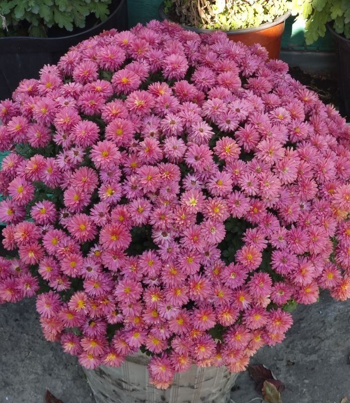 Как надежно сохранить хризантему мультифлора зимой: советы опытных цветоводов