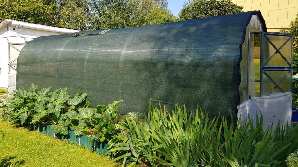 Эффективные методы борьбы с испанскими слизнями