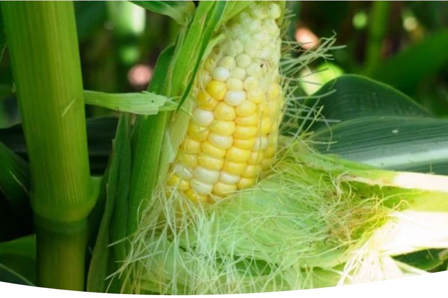 Как вырастить вкусную кукурузу: секреты успешного урожая