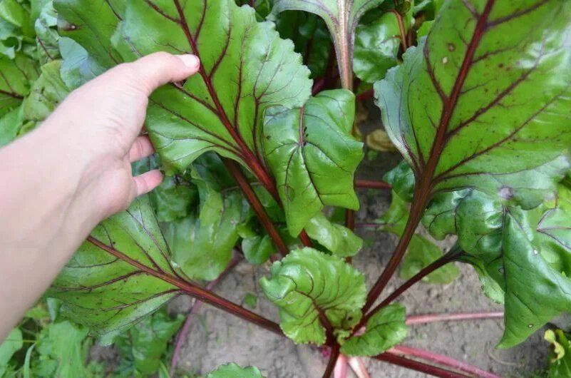 Секреты успешного сбора урожая свеклы: когда и как правильно копать