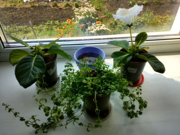 Зимний уют для зеленых питомцев: уход и забота