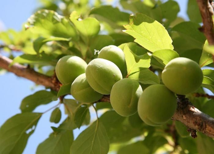 Осень в саду: каких растений лучше избегать при посадке?