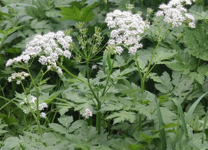 Почему бутень — опасный сосед вашего сада?