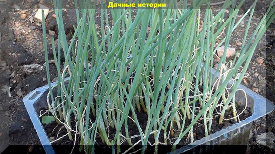 Как вырастить лук на перо из семян: секреты успешной всхожести