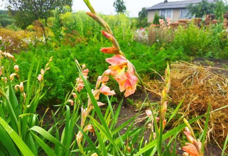 Как ванилин поможет на даче: вы об этом даже не догадывались