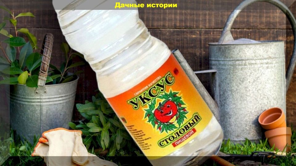 Как помочь растениям пережить летние стрессовые ситуации? Советы дачникам