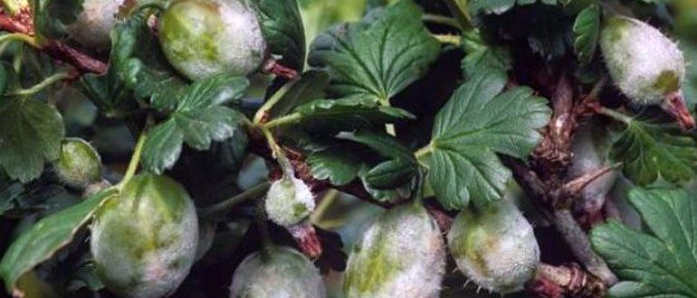 Мучнистая роса: как защитить ваши растения от грибковой напасти?