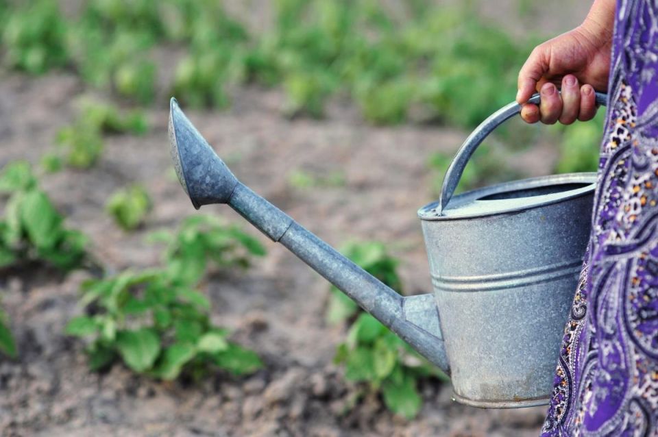 Как правильно поливать огород в жару: советы экспертов