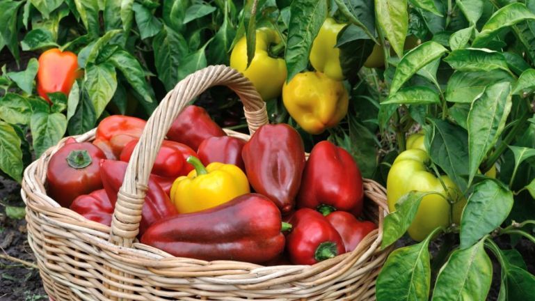 Эффективное решение для полива сладкого перца