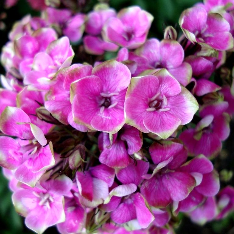 Кому нужны флоксы? 7 причин их болезни и как помочь им без химии