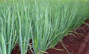 Лук шалот: секреты выращивания и его удивительные свойства