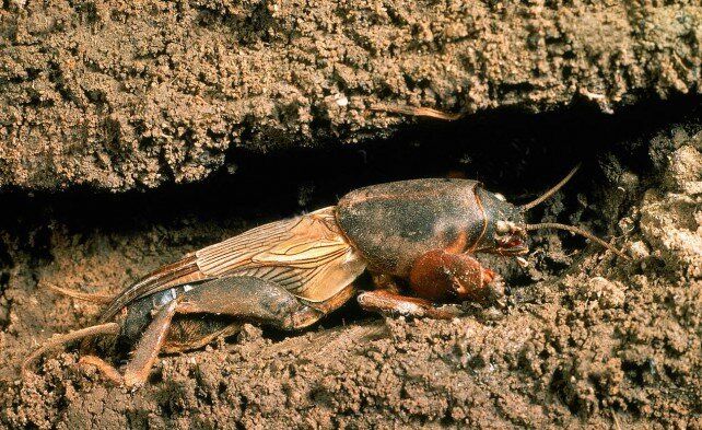 Как эффективно справиться с медведкой на огороде: опыт садоводов