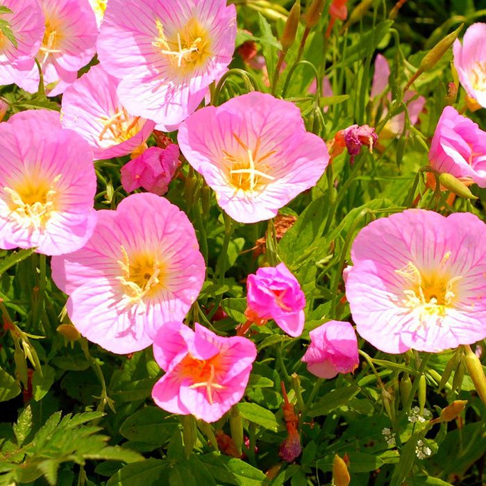 Энотера: универсальное растение для вашего сада, которое стоит попробовать