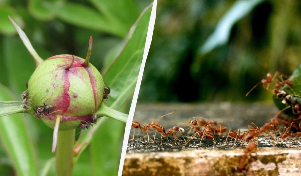 Эффективные методы борьбы с муравьями в саду: простые советы для дачников