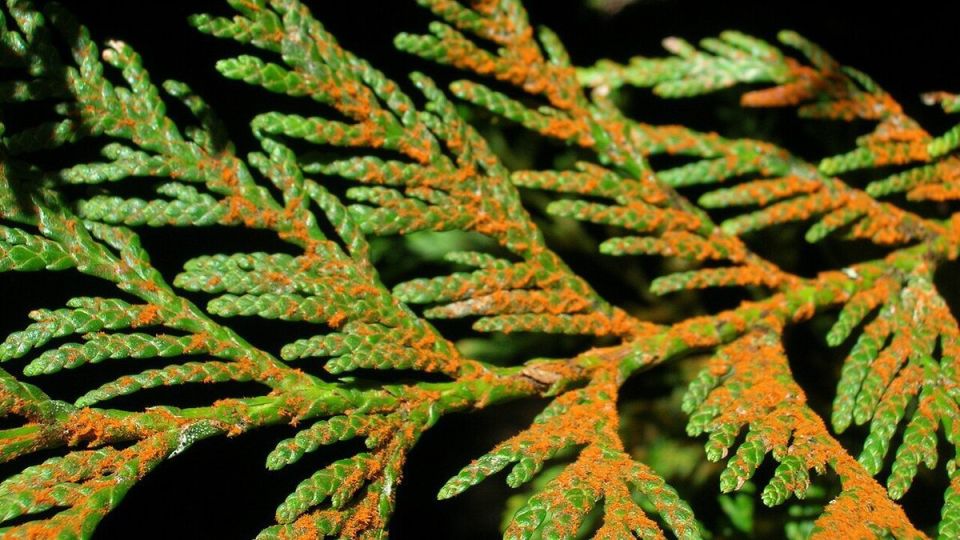 Сохранение хвойных: как лечить солнечные ожоги у любимых растений