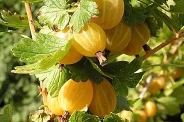 Почему крыжовник Куршу Дзинтарс стал любимцем садоводов