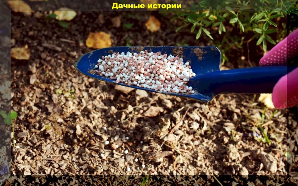 Секреты осеннего удобрения: как улучшить урожай в вашем саду