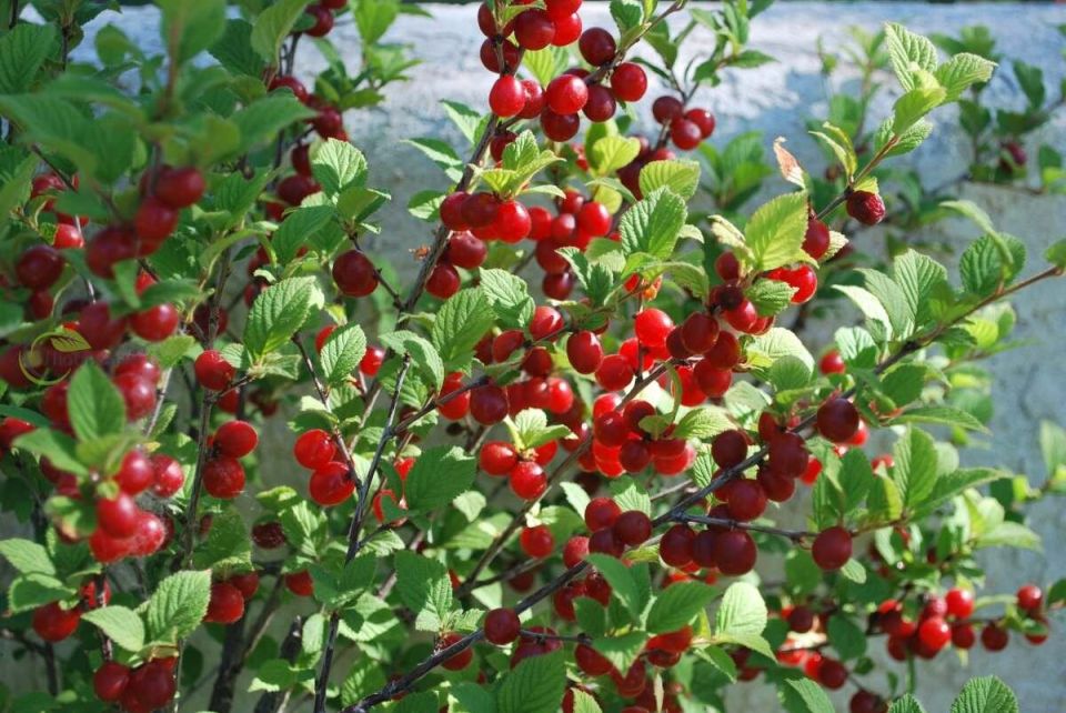 Войлочная вишня: лучшие сорта для вашего сада в 2025 году