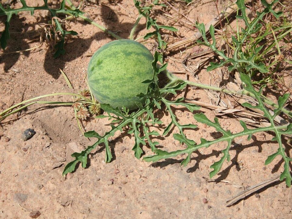 Как вырастить сладкие арбузы на даче: секреты успеха