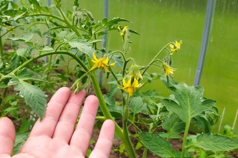 Почему ваши помидоры могут не давать плодов? Разбираемся в причинах