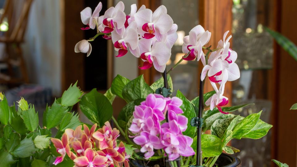 Ослабленная орхидея не переживет: эти популярные советы только губят ее