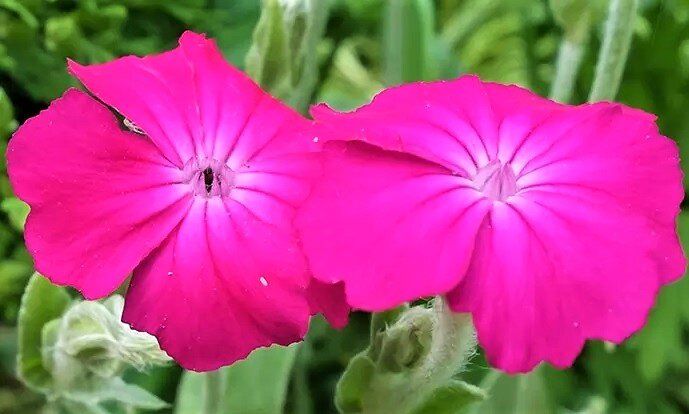 Как вырастить цветы на бедных почвах: 19 неприхотливых растений, которые раскрасят ваш сад