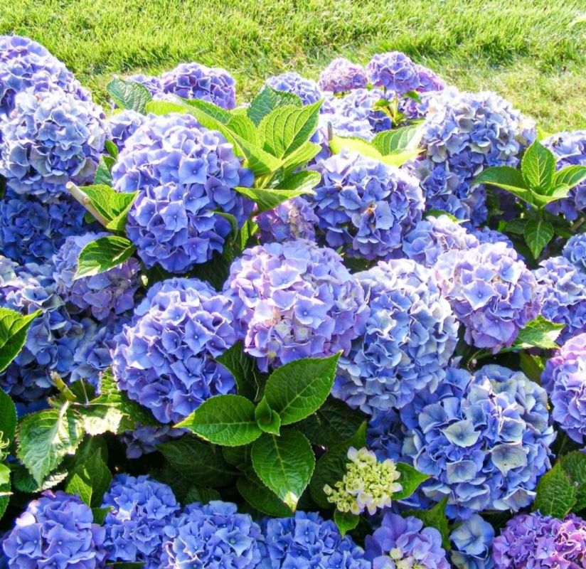 Гортензия крупнолистная: секреты успешной посадки и ухода