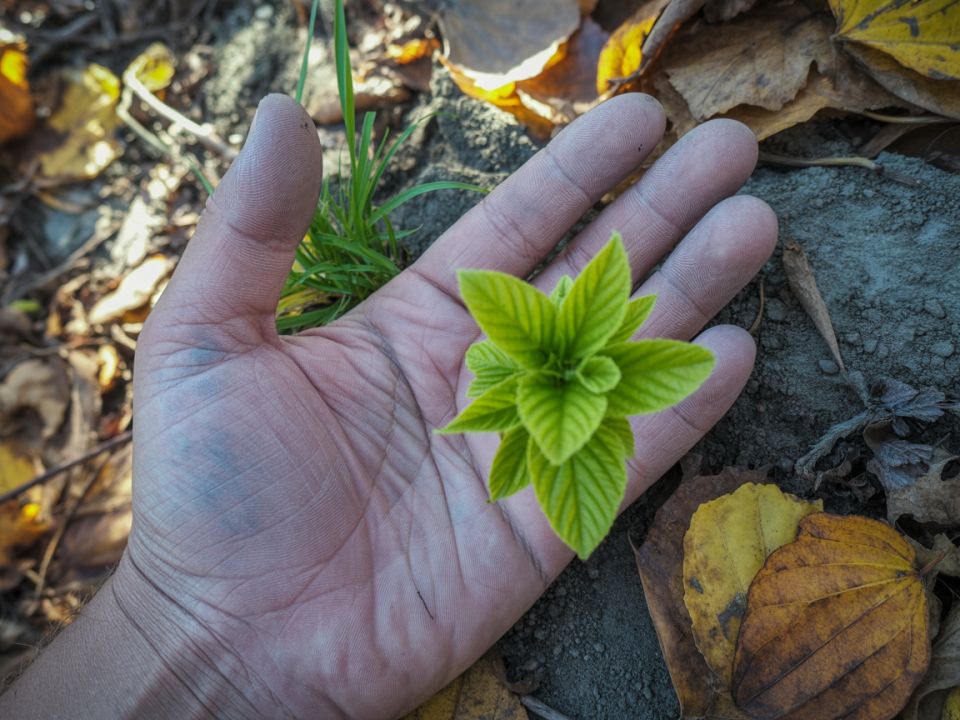Как осенняя подкормка может избавить от надоедливой мокрицы в вашем огороде