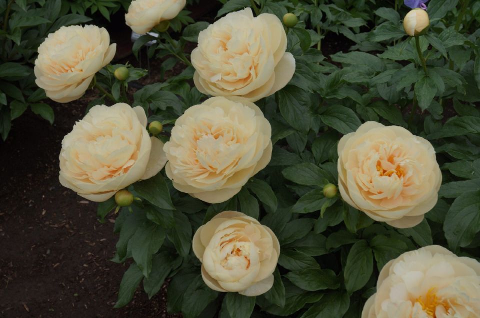 Секреты успешной весенней посадки пионов