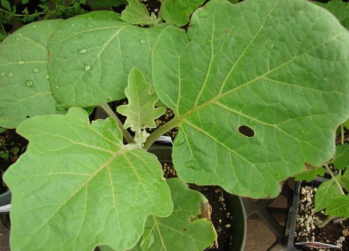 Почему баклажаны капризничают? Узнайте причины и решения!