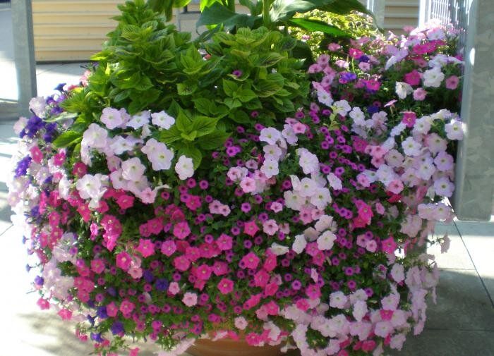 Контейнерный сад: как создать удобный и стильный цветник в домашних условиях