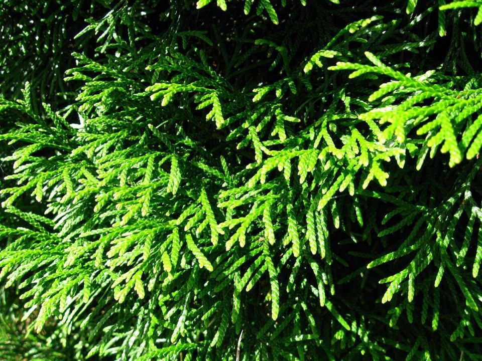 Туи у дома: что нужно знать, прежде чем сажать