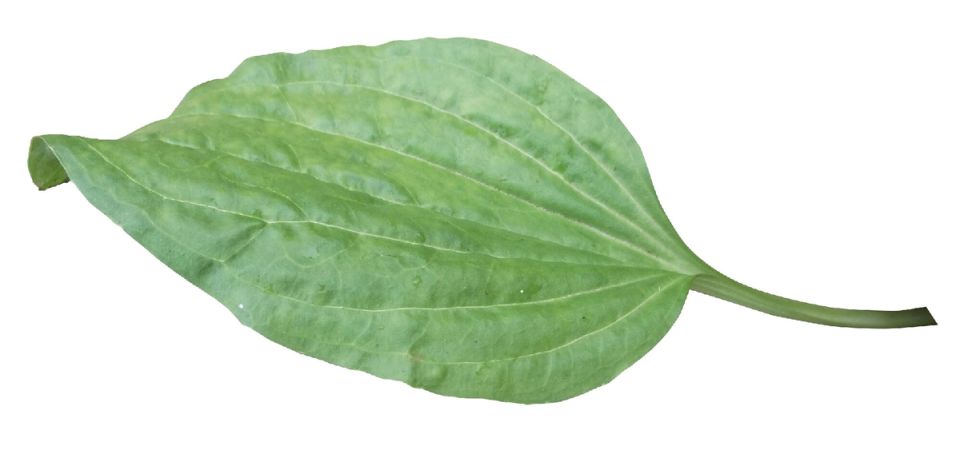 Подорожник: зелёный доктор, который всегда под рукой