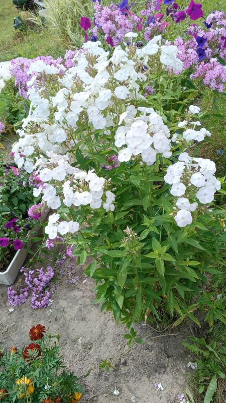 Как 30 минут в день могут изменить жизнь на пенсии: простой путь к новым увлечениям