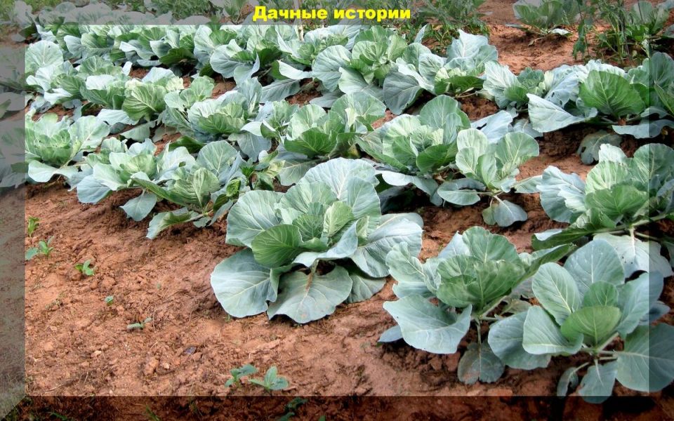 Когда набирать урожай капусты: простые советы для успешного сбора