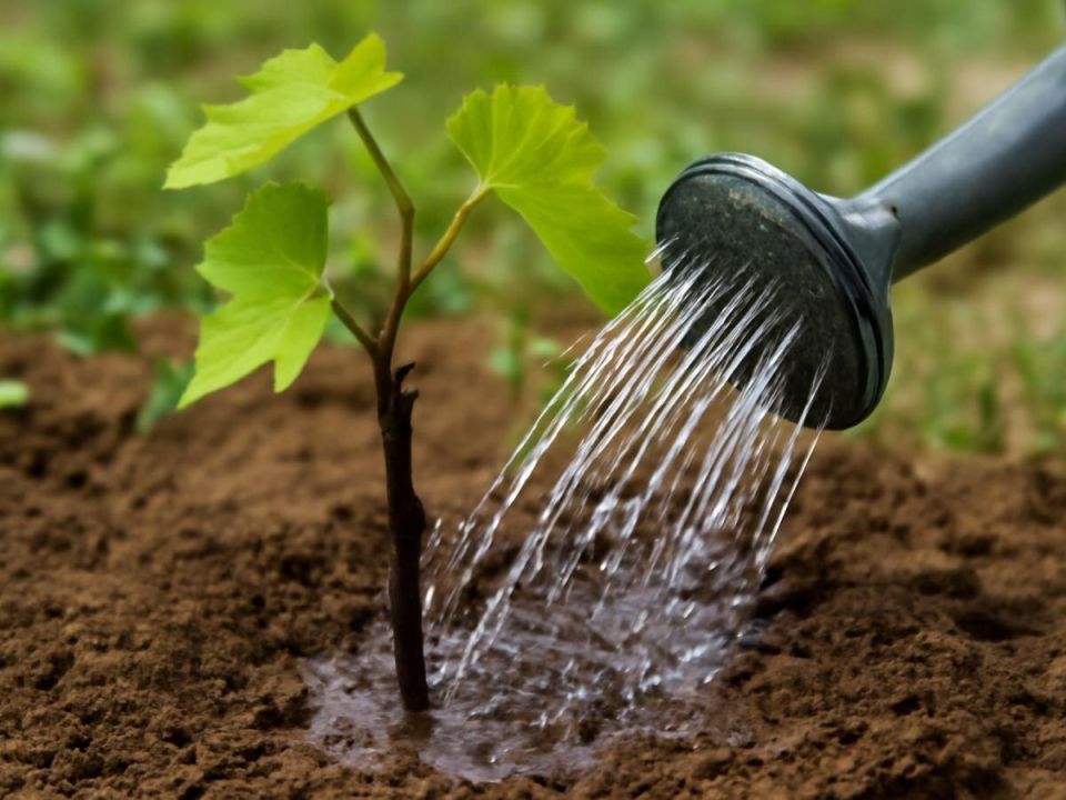 Восстановление саженцев винограда: эффективные методы для быстрого роста