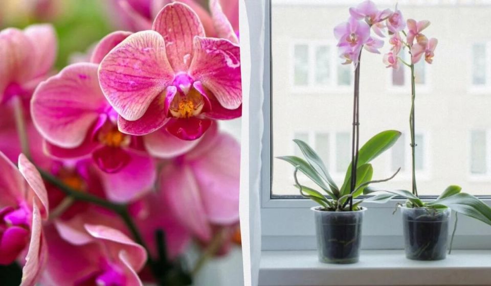 Как выбрать идеальную орхидею для вашего дома: советы экспертов
