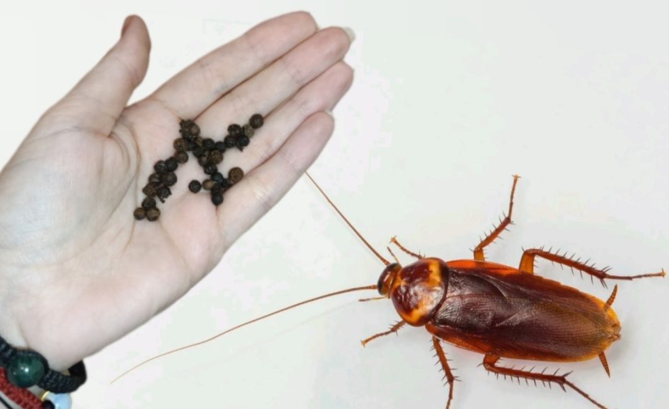 Как навсегда распрощаться с тараканами: эффективные стратегии борьбы