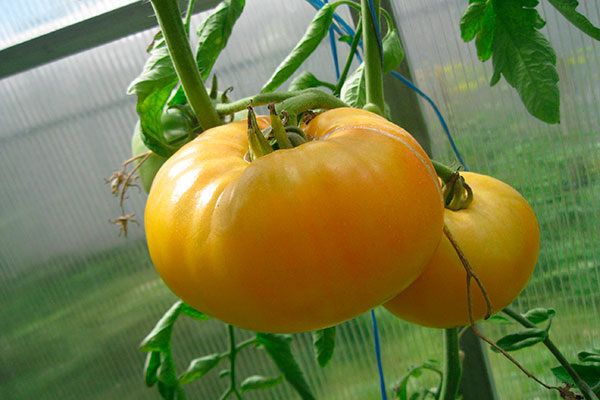 Томаты Заря: секреты успешной культивации для настоящих гурманов