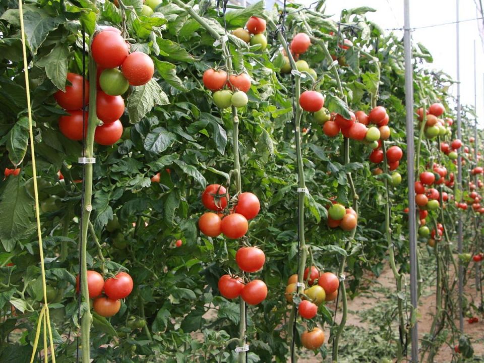 Как спасти помидоры от жестокой жары: неожиданные секреты огородников