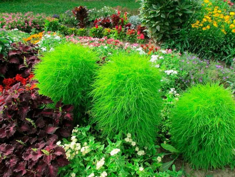 Кохия: секреты создания живой декоративной стены в вашем саду