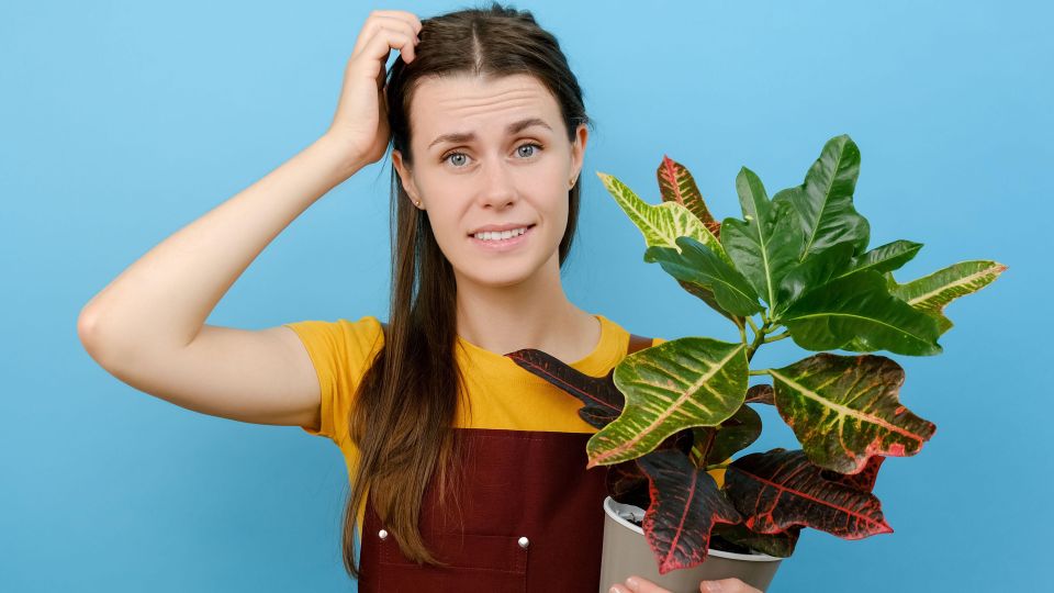 Вырастут уродливыми и тонкими: комнатные цветы не простят этой ошибки