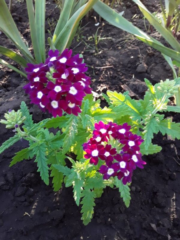 Как вербена спасает сад: основные нюансы выбора и ухода