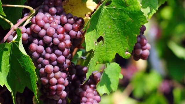 Удобрение винограда: как сохранить завязь и увеличить урожай