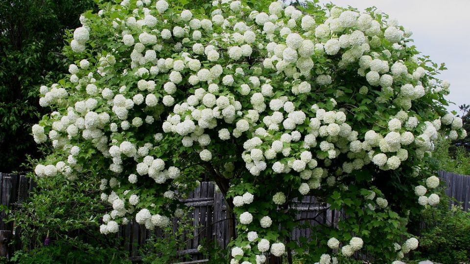 Создание идеальной кроны калины Бульденеж: главные советы по обрезке