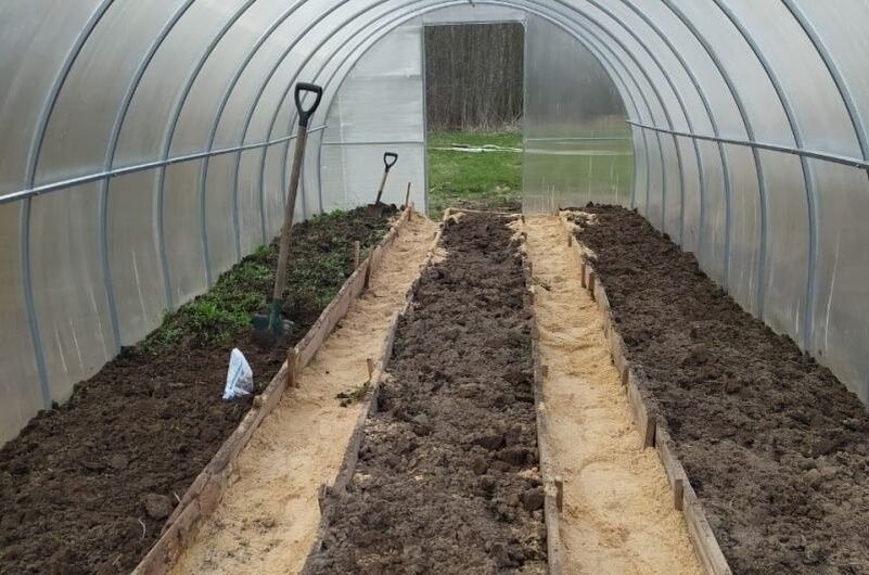 Как избежать фитофторы: основные ошибки, которые губят урожай