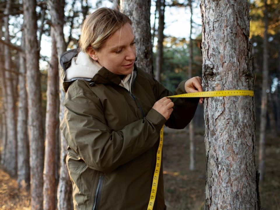 Защита сада без химии: ловчие пояса в борьбе с вредителями